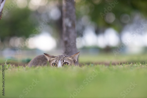Playing time ,Adorable stripe cat is hiding in grass field with blur foreground and background