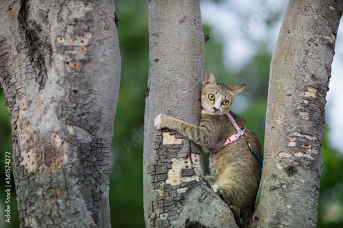 Exciting first time in garden, Adorable thai stripe cat is climbing on tree © Nutyuwan