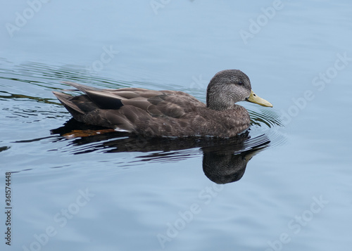 Canard se promenant sur un lac au Le Boisée de la Pointe St-Gilles un des parc de la ville de Baie Comeau 