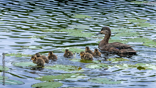 Canard se promenant sur un lac au Le Boisée de la Pointe St-Gilles un des parc de la ville de Baie Comeau 