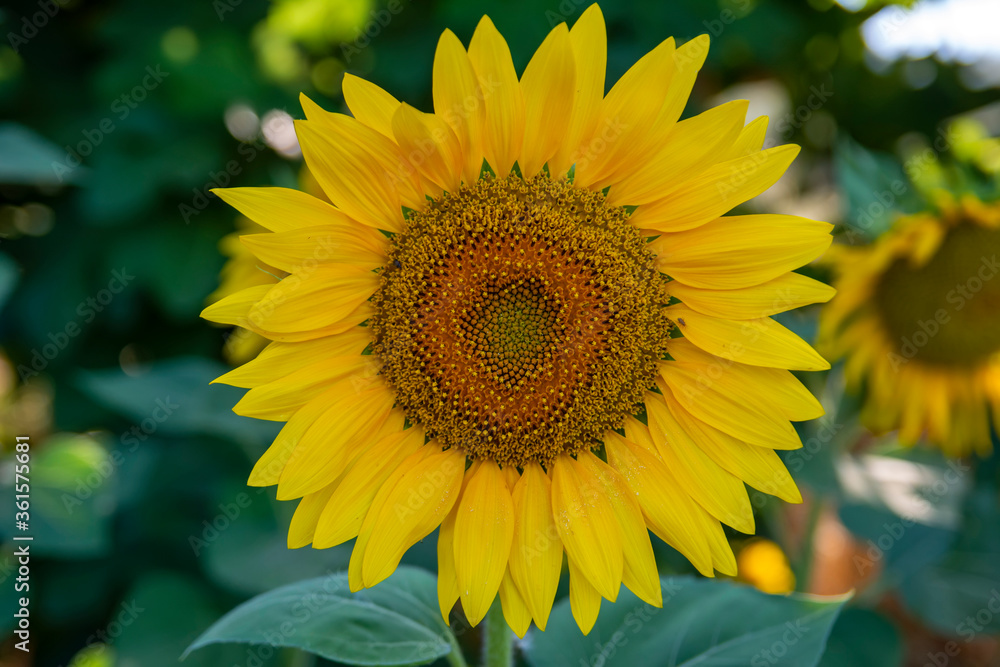 Sunflower field in sunny day Sunflower field in sunny day