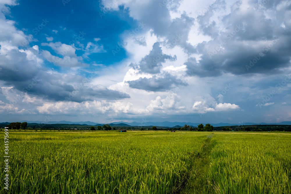 Beautiful rice field producing yellow grains against blue and white cloudy sky background in rainy season.
