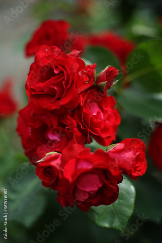 Close up of bunch of red colored roses in garden. A rose is a woody perennial flowering plant of the genus Rosa, in the family Rosaceae.     
