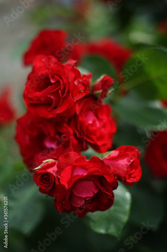 Close up of bunch of red colored roses in garden. A rose is a woody perennial flowering plant of the genus Rosa, in the family Rosaceae.     