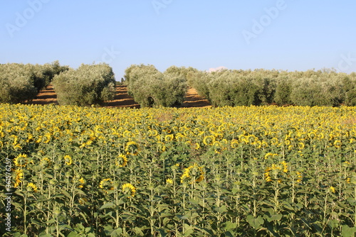 field of sunflowers