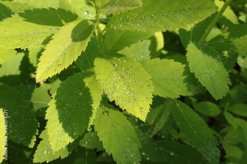  Raindrops lie on green leaves and shine with a golden and silver sheen.