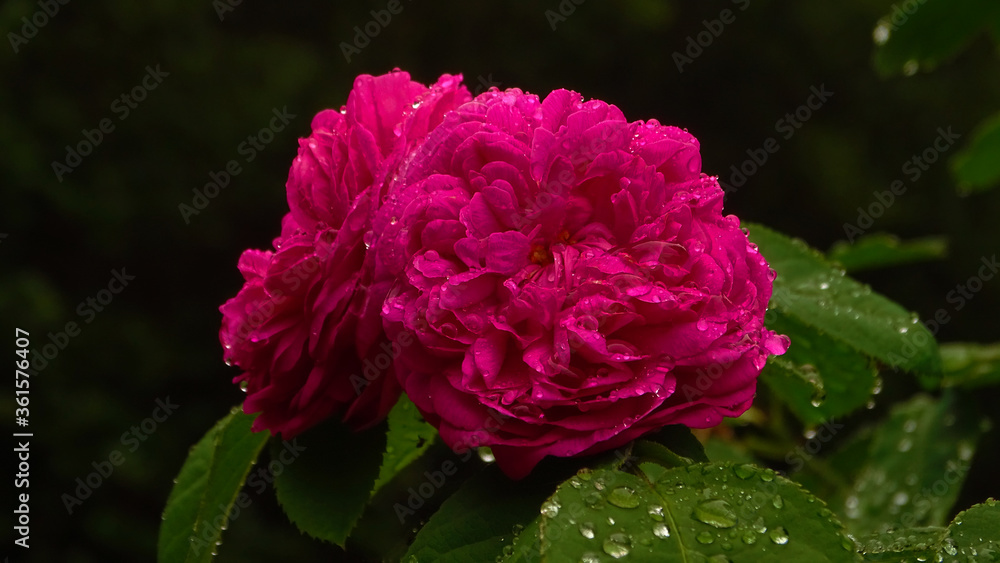 pink rose in garden after rain