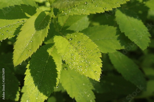 Raindrops lie on green leaves and shine with a golden and silver sheen.