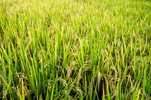 Close-up of yellow ear of rice in green rice paddy in rainy season. 