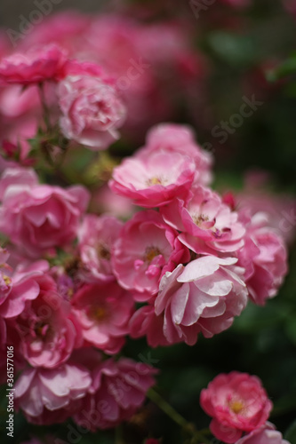 Close up of bunch of  pink colored roses in garden. A rose is a woody perennial flowering plant of the genus Rosa, in the family Rosaceae.       