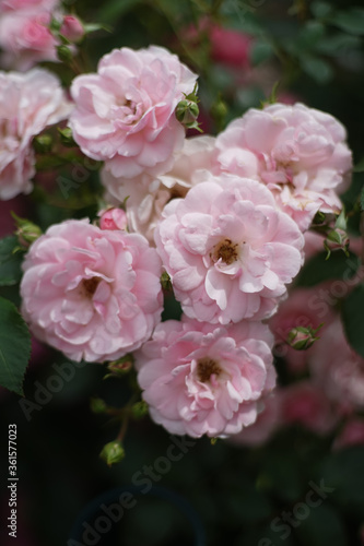 Close up of bunch of pale pink colored roses in garden. A rose is a woody perennial flowering plant of the genus Rosa, in the family Rosaceae.       