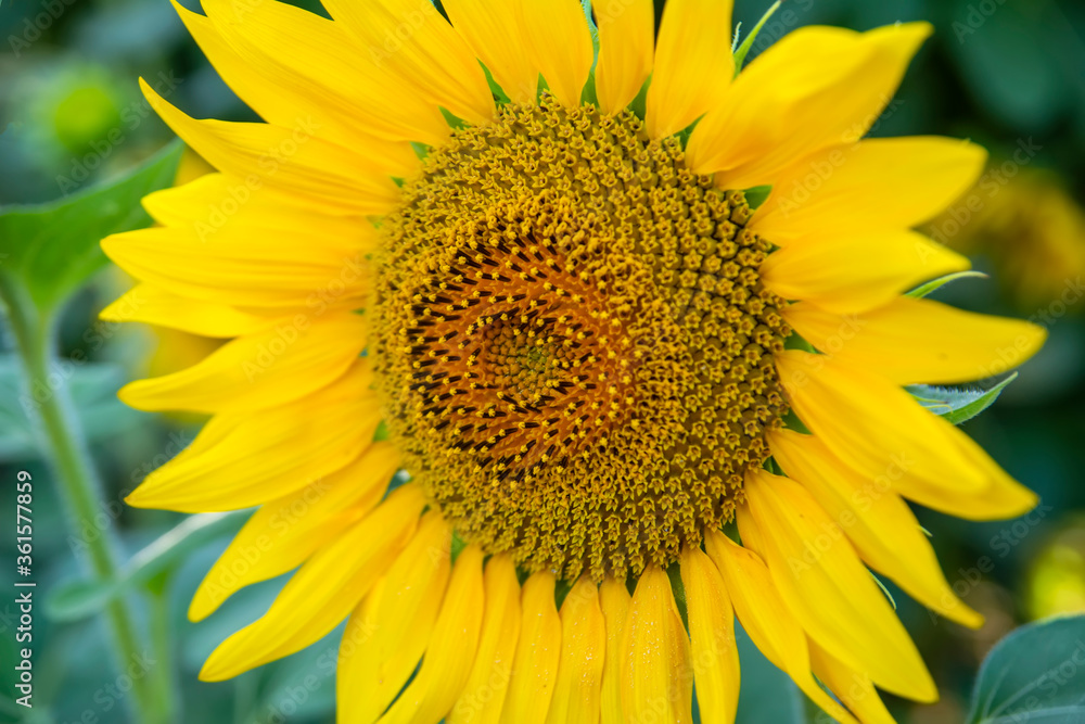 Sunflower field in sunny day