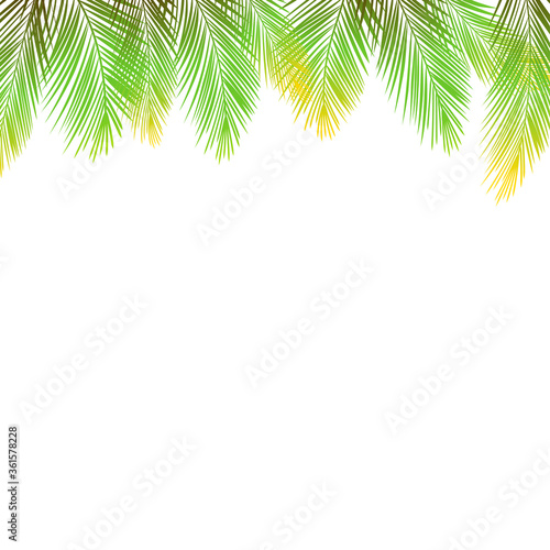 Border of palms branches on isolated on white background. Realistic tree palms. Vector