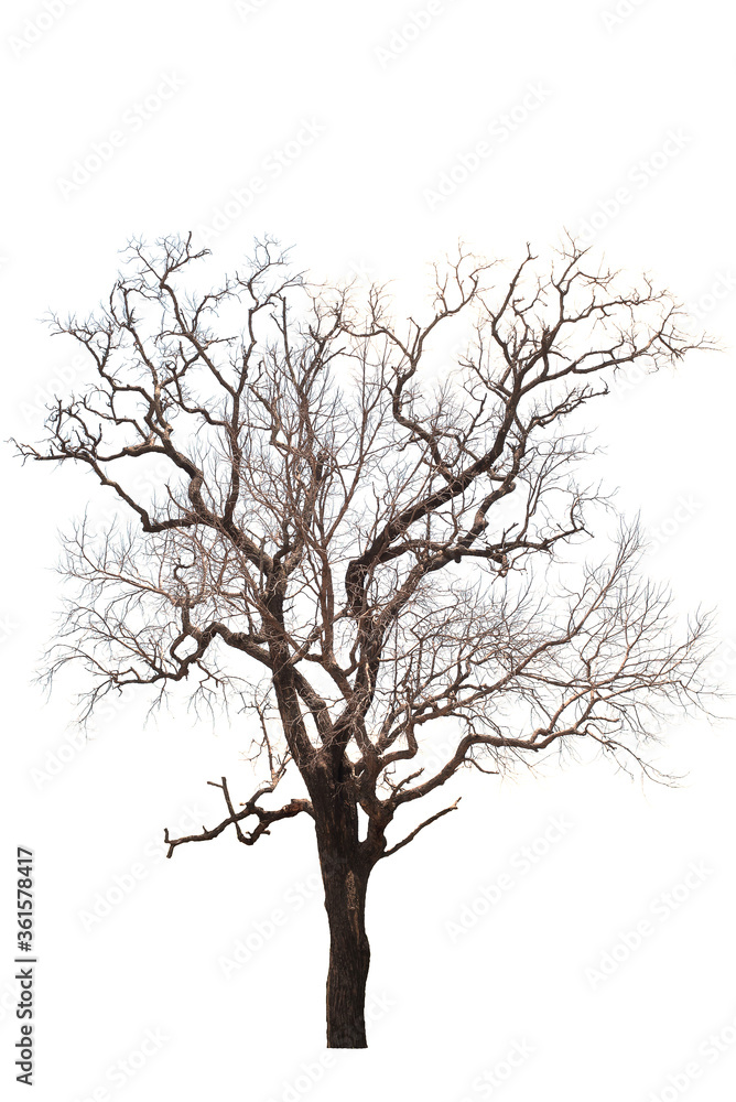 Obraz premium Dead trees in the natural white background