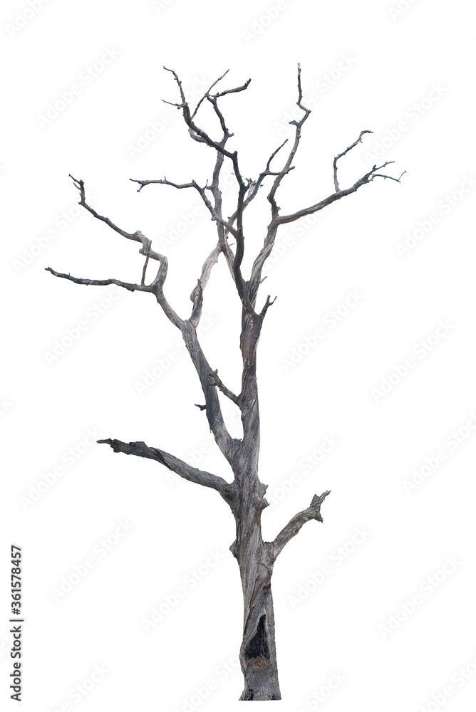 Dead trees in the natural white background Dead trees in the natural white background