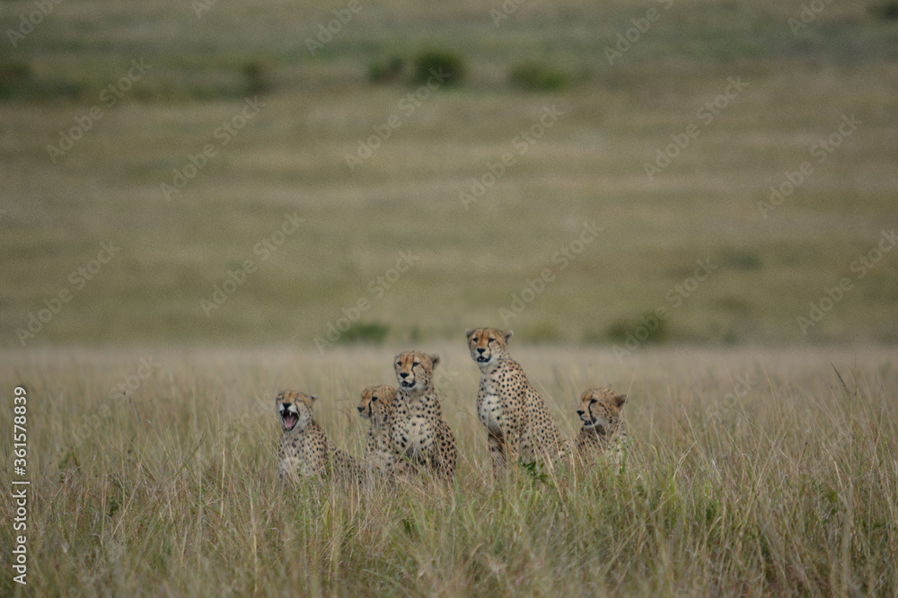 The Five Brothers or as known among the Massai The Five Musketeers The Five Brothers or as known among the Massai The Five Musketeers