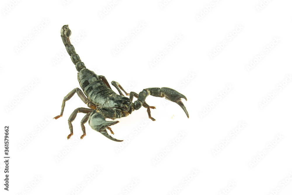 scorpion scorpion