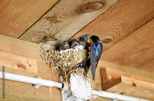 Barn Swallow (Hirundo rustica). Bird family at nest. Feeding small newborn birds inside barn. Europe, Czech republic.