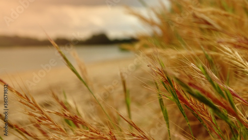 Fototapeta Naklejka Na Ścianę i Meble -  grass in the wind