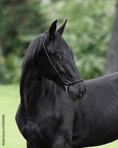Portrait of a beautiful black horse looks back on natural green summer background, head closeup