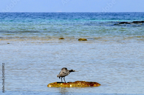 Un échassier sur un rocher au bord de la mer d'Andaman au sud de la Thaïlande. Mer bleu-turquoise à l'horizon.