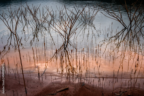 Dried branches of black mimosa in a lake with reflection of sun light in the water. Sunset on the lake.