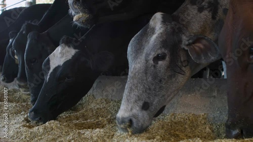 Confined milk cow. Brazilian Farm.