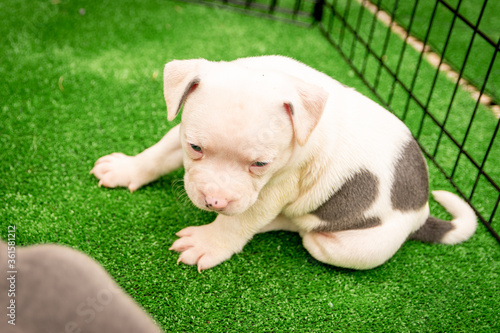 Принти на полотні Cute Staffordshire bull terrier puppies in the sunshine