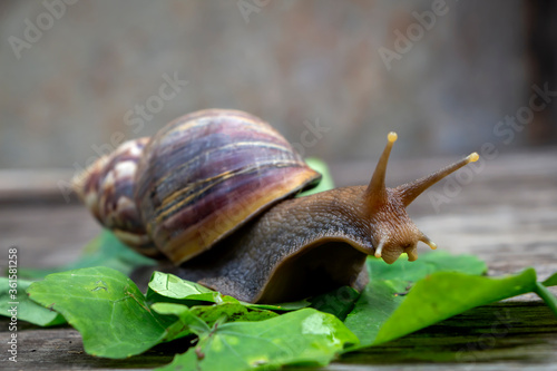 The giant African snail is one of the largest gastropods in the world. This species is one of the most dangerous pests in agriculture.
