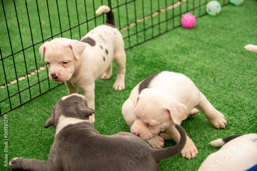 Cute Staffordshire bull terrier puppies in the sunshine