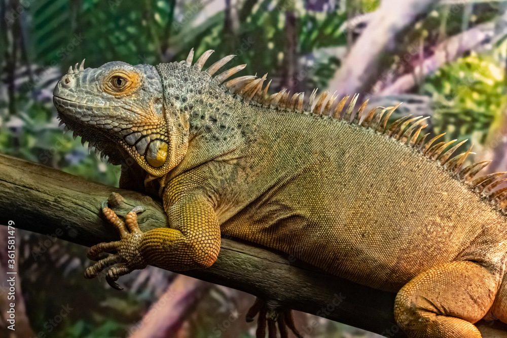 The iguana is green. Iguana iguana. close up. The iguana is green. Iguana iguana. close up.