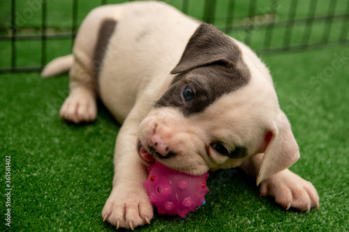 Cute Staffordshire bull terrier puppies in the sunshine