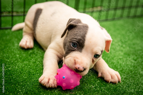 Cute Staffordshire bull terrier puppies in the sunshine