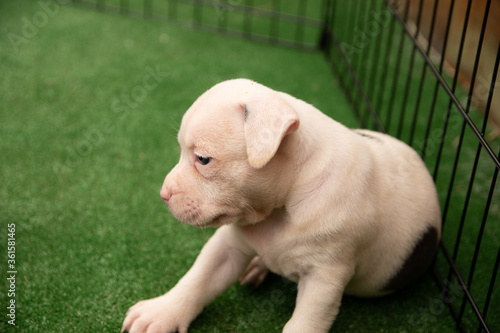 Cute Staffordshire bull terrier puppies in the sunshine