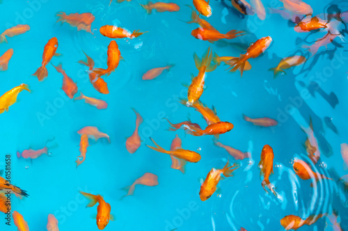 Colored tropical fish in a decorative pond. Orange decorative fish on a blue background. Flock of ornamental fish