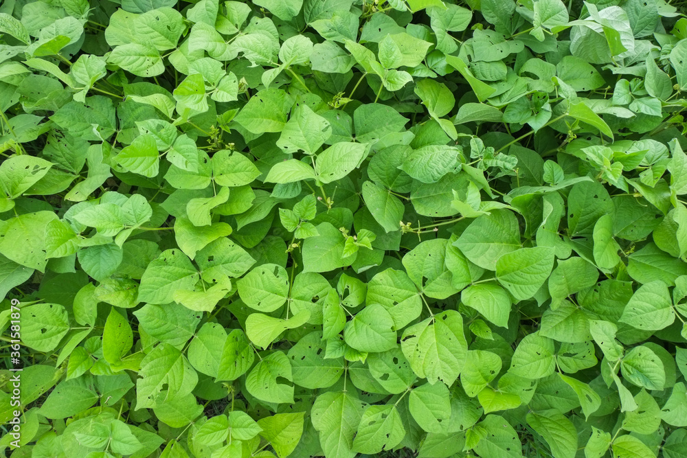Green leaves of green mung bean trees in organic agricultural fields pattern close-up. Green leaves of green mung bean trees in organic agricultural fields pattern close-up.