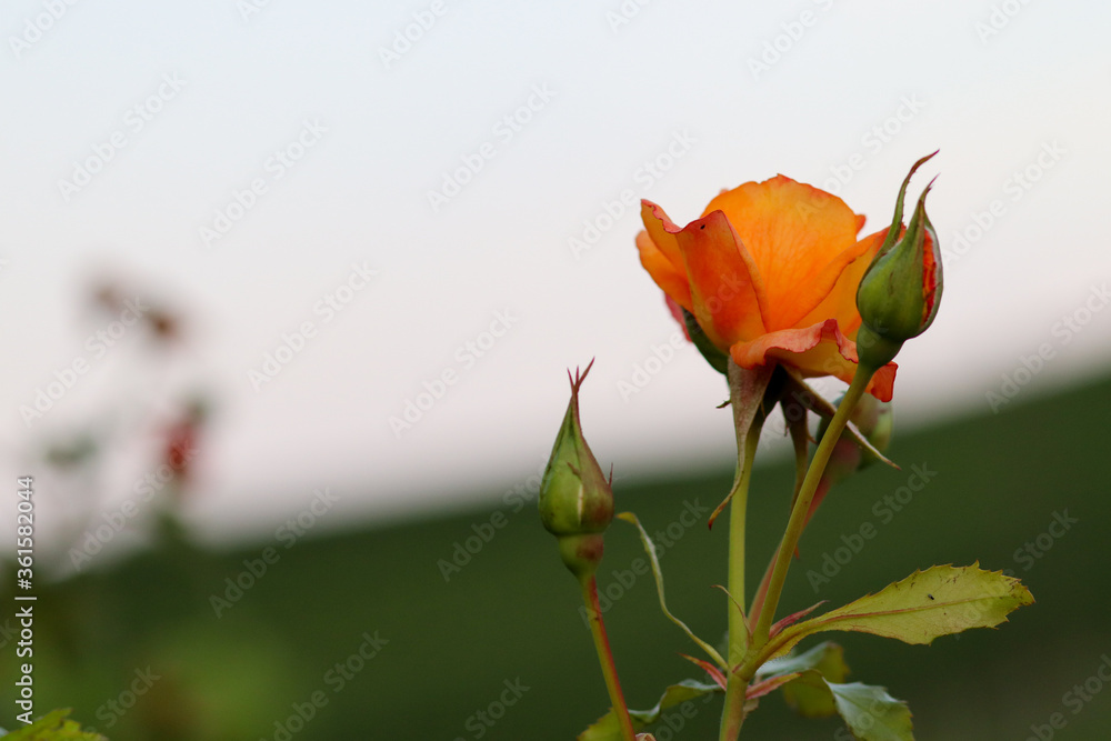 orange rose, orange Floribunda rose in Germany orange rose, orange Floribunda rose in Germany