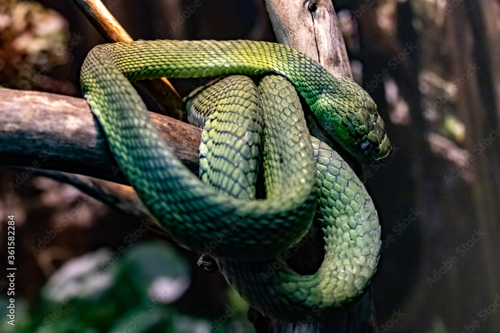 Fototapeta premium Green boiga. Green cat eyed snake. Boiga cyanea. close up.