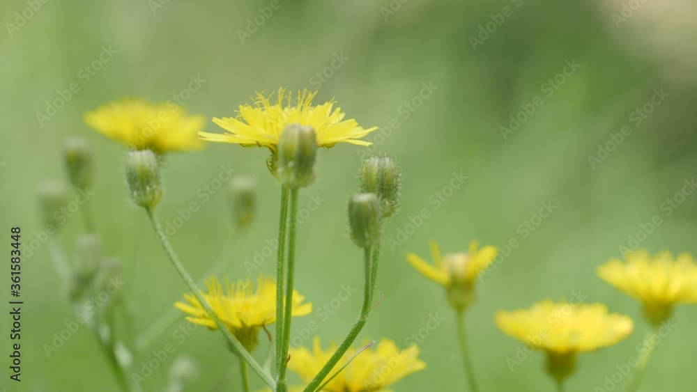 Wiesen Pippau, yellow blossom from may until june and called rough hawksbeard or the botanic name is Crepis biennis Wiesen Pippau, yellow blossom from may until june and called rough hawksbeard or the botanic name is Crepis biennis