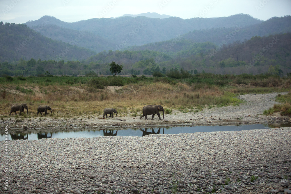 Asiatic elephants near Ram Ganga river channel, Wildlife National Park, India Asiatic elephants near Ram Ganga river channel, Wildlife National Park, India