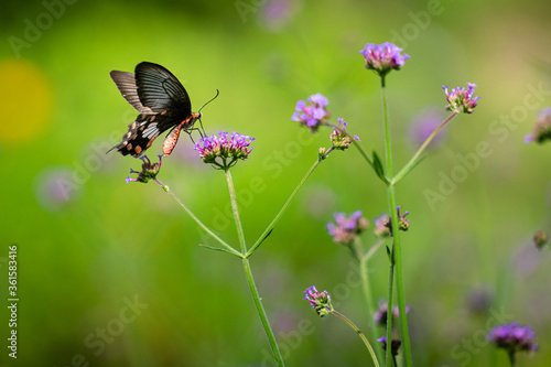 A butterfly on colorful flower with morning freshness environment, beauty in nature. Animal and wildlife close-up photo. © Nattawit