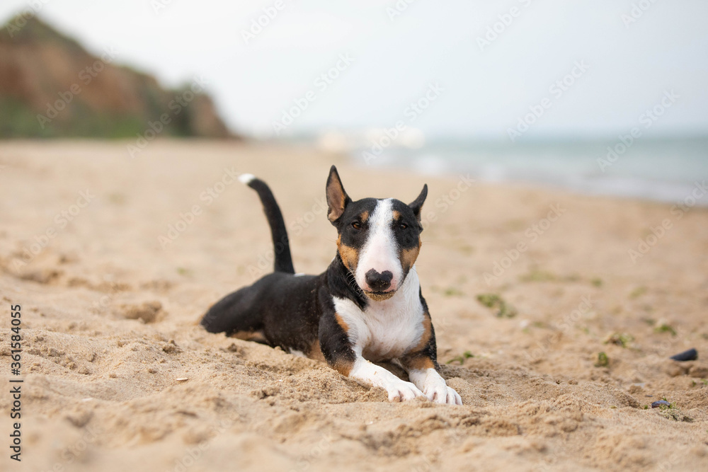 Dog on the shore summer bull terrier Dog on the shore summer bull terrier
