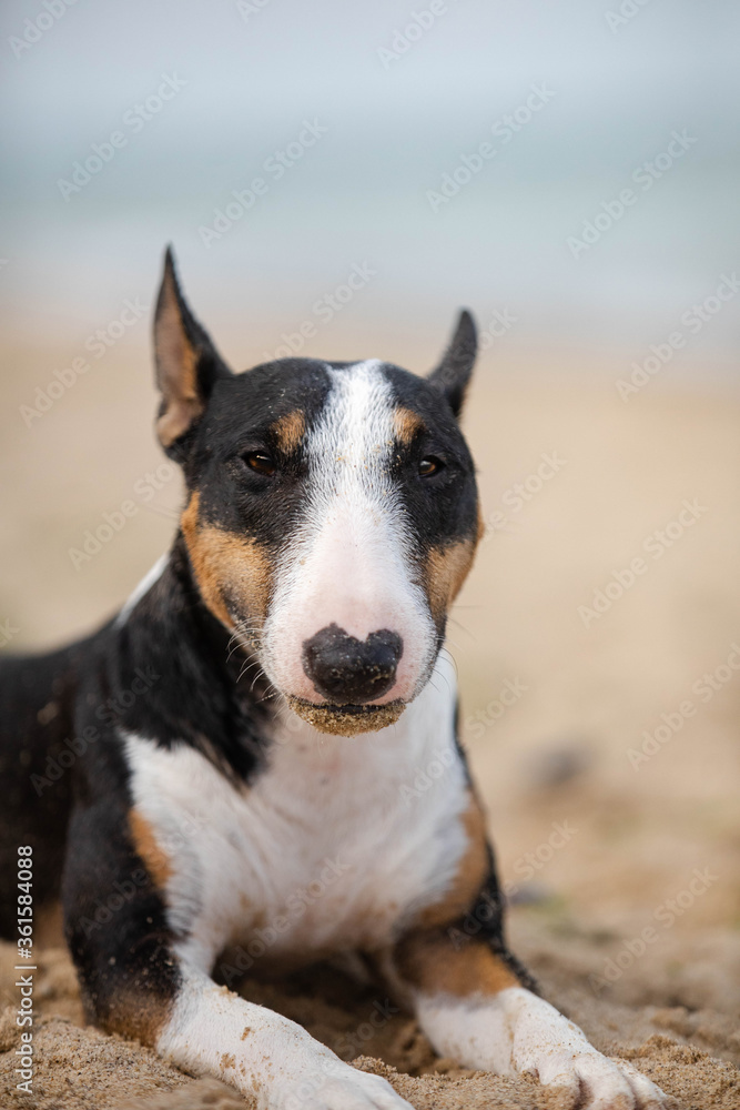 Bullterrier portrait dog in sand