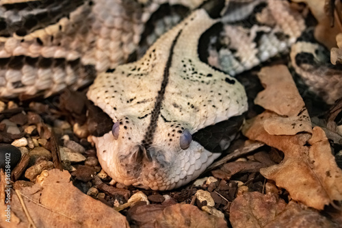Canvastavla the flat Head of a venomous Gabonese Viper curled up on the ground
