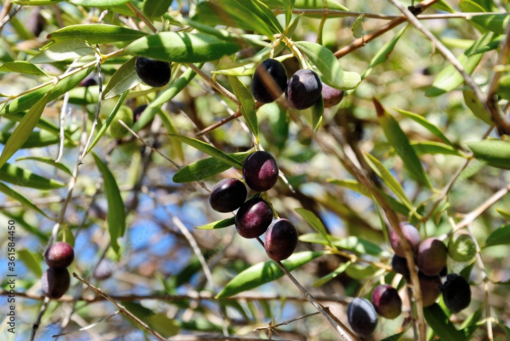 Black European olives on a tree in Cyprus Black European olives on a tree in Cyprus