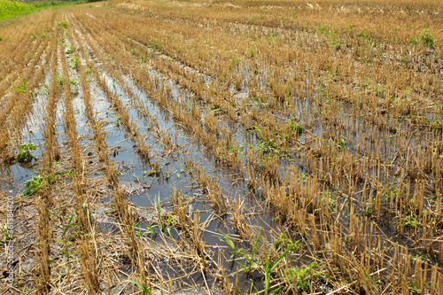 Wheat field after harvesting by combine. Clipped wheat. Wheat harvest season