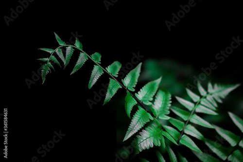 Fern