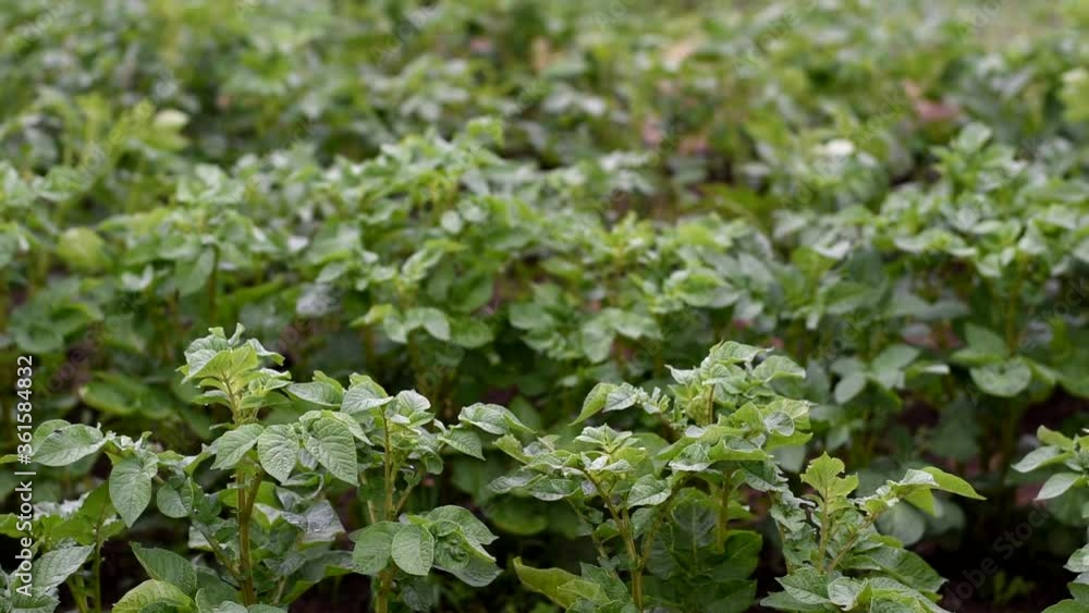 Potatoes grow in the field. green leaves covered with dew.