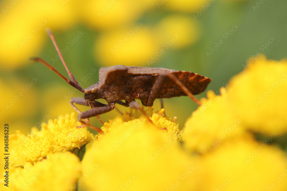 Obraz premium Brown insect extreme close up
