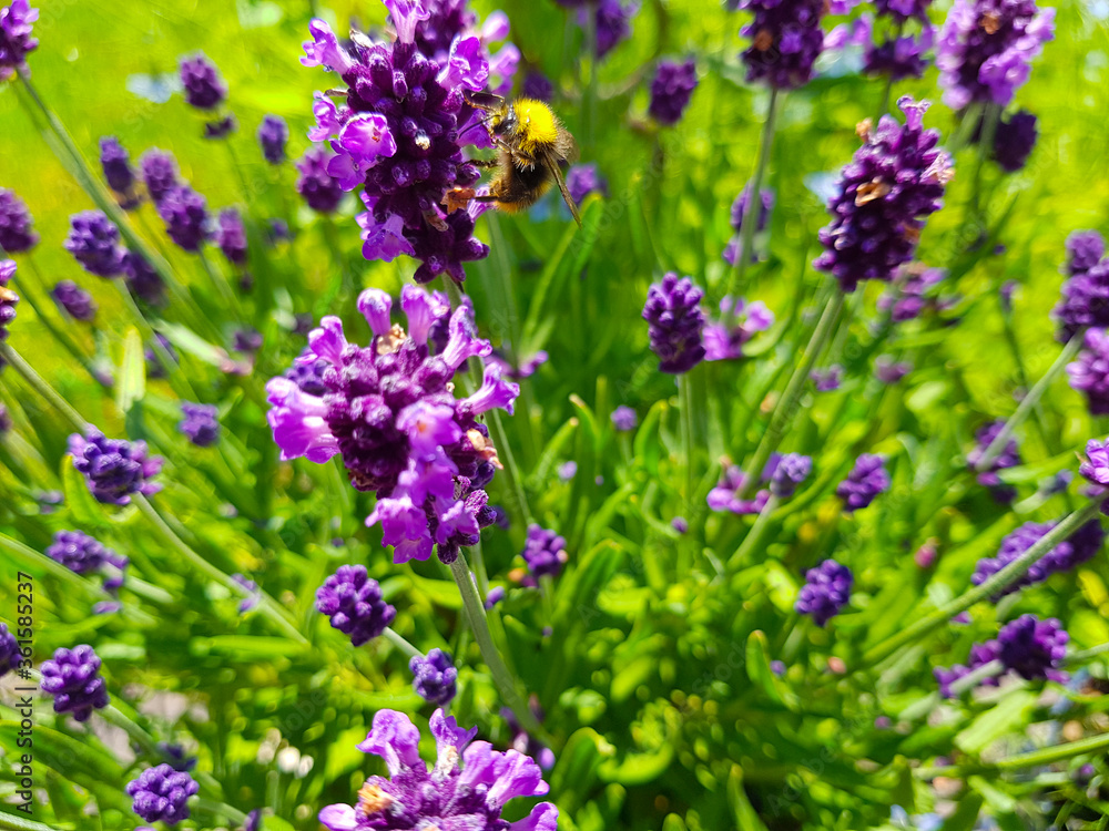 Obraz premium purple lavender plants with a little bumble bee on it